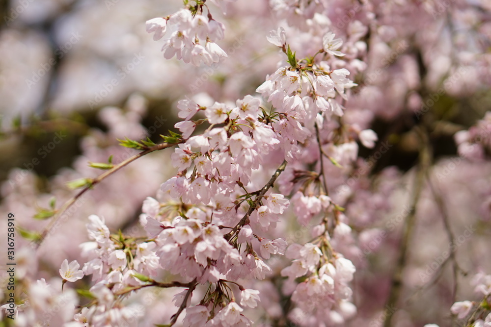 桜