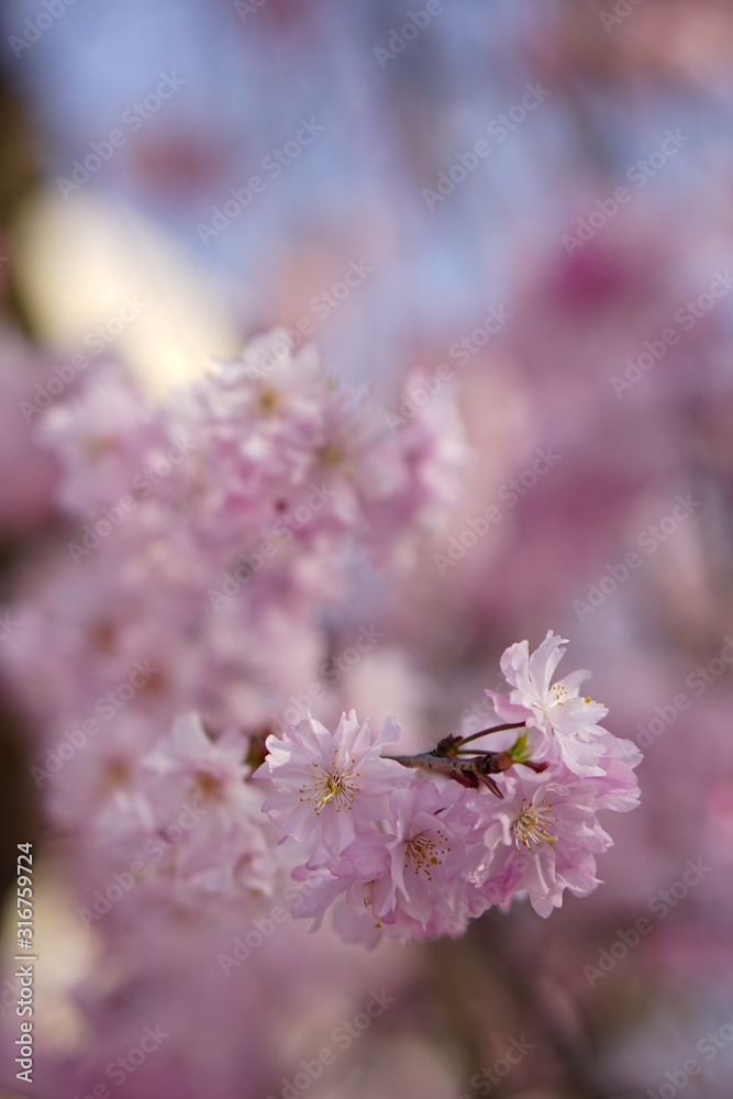 桜