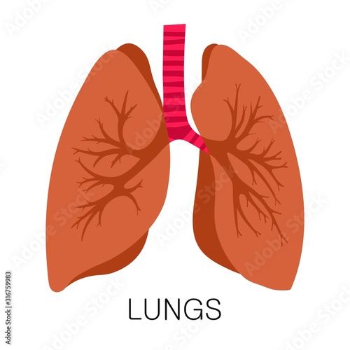 Lungs icon in flat style isolated on white background. Human anatomy medical organ vector illustration