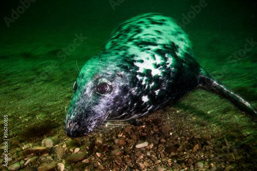 Gray seal swimming underwater at Bonaventure Island in Canada
