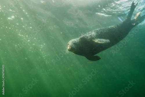 Gray seal swimming underwater at Bonaventure Island in Canada photo