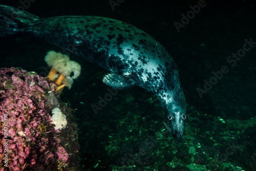 Gray seal swimming underwater at Bonaventure Island in Canada