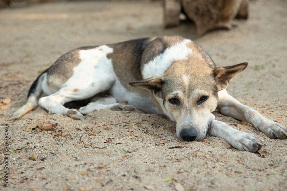 A brown dog of Childishness, Thai cute animal suspicious on floor.