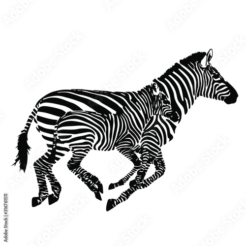 Mom & baby animals wild zebra. Vector illustration on a transparent background.
