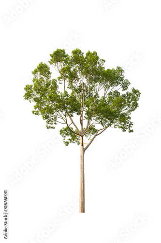 Tall tree dicut, isolated on white background.