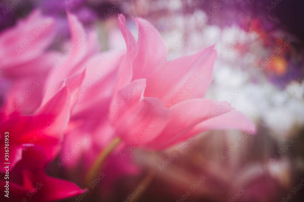 many pink tulips in the garden, blurred background, beautiful floral wallpaper.