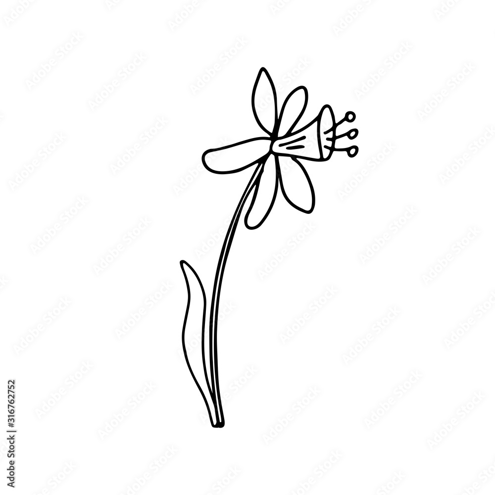 A daffodil in doodle style. Isolated outline. Single picture for logo design, greeting cards and coloring books. Hand drawn vector illustration in black ink on white background. 