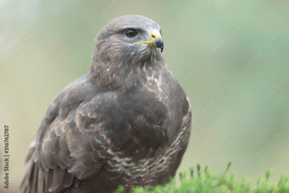 Headshot of common buzzard with blurred background. Headshot of common buzzard with blurred background.