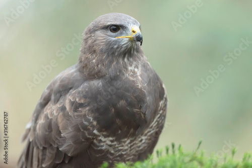 Headshot of common buzzard with blurred background.