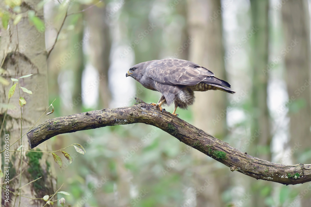 Buzzard perched on branch in forest. Buzzard perched on branch in forest.