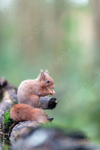 Red squirrel on mossy tree trunk in forest. © ysbrandcosijn