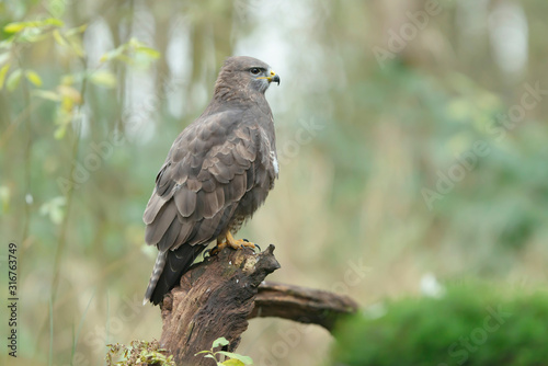 Buzzard sits on tree stump in forest. Side view.