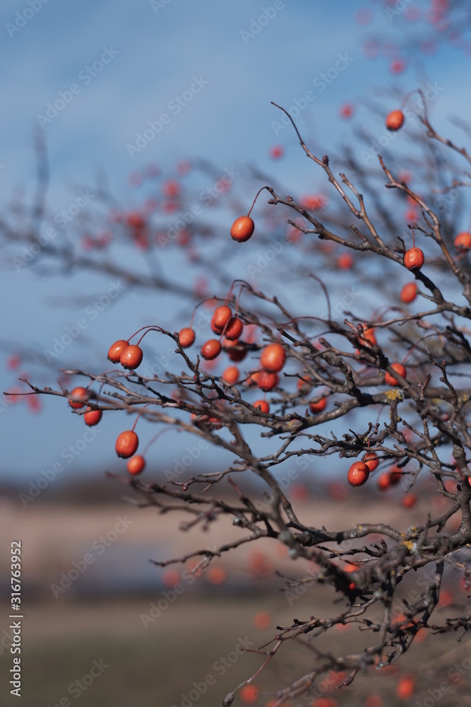hawthorn bush and berries against the sky hawthorn bush and berries against the sky
