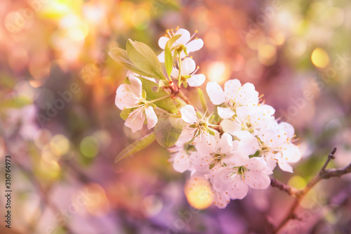 Spring blossom background. Beautiful nature scene with white blooming tree and sun flare in sunny day. Spring flowers