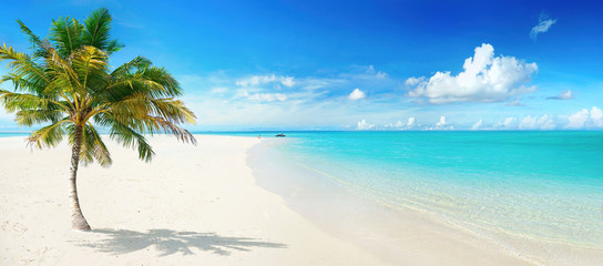 Beautiful palm tree on tropical island beach on background  blue sky with white clouds and turquoise ocean on sunny day. Perfect natural landscape for summer vacation, ultra wide format.
