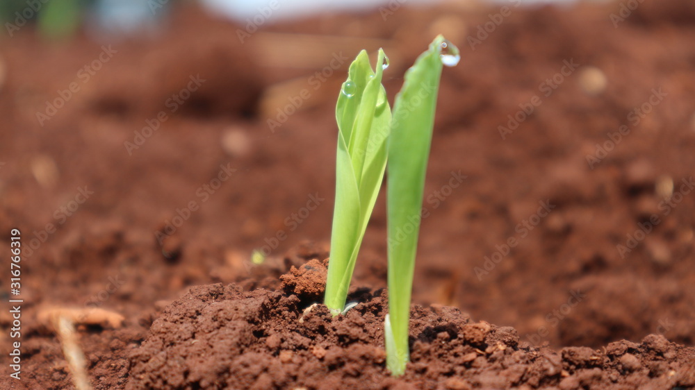 Corn seedlings with sunlight Thailand Corn seedlings with sunlight Thailand