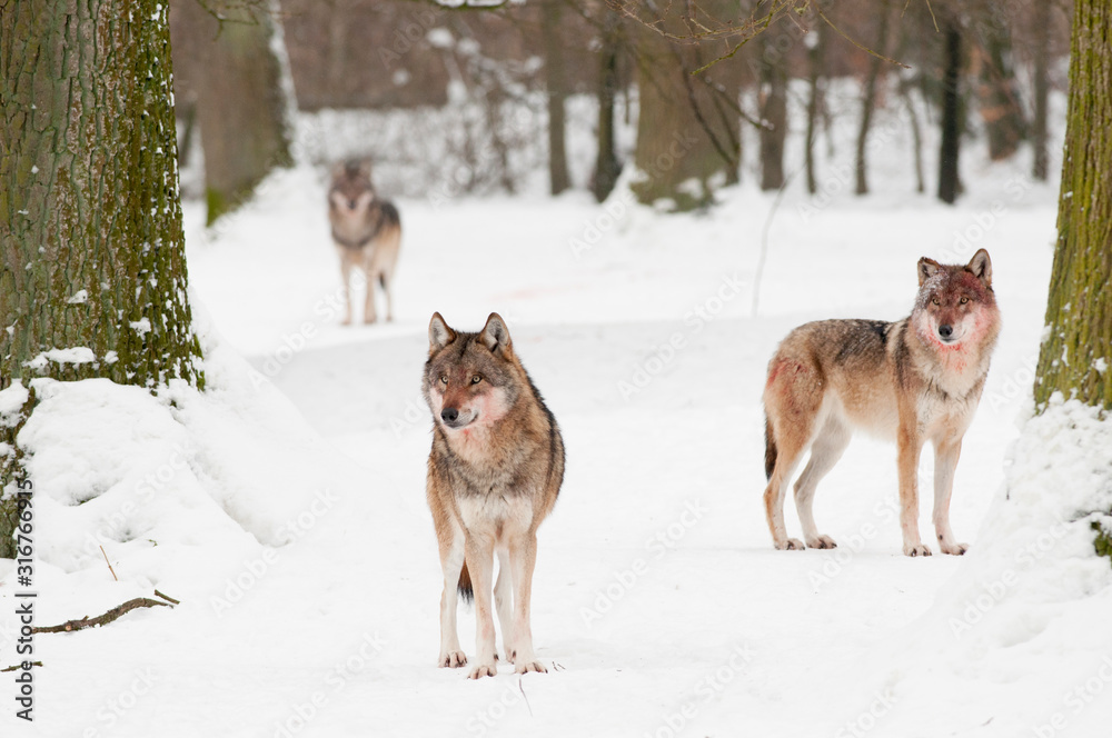 Naklejka premium Wölfe nach dem Fressen