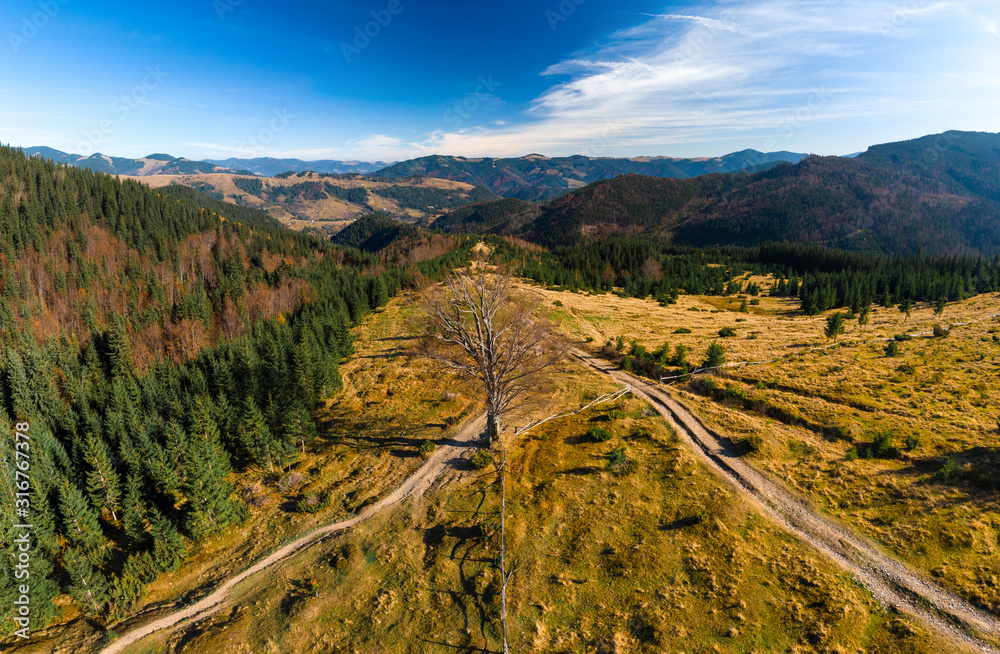 Aerial view on old oak tree at sunset. Autumn mountain in Ukraine, Europe. Countryside landscape. Forest and golden fields in fall. Dzembronya. Hiking trail. pine forest background