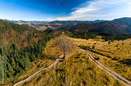 Aerial view on old oak tree at sunset. Autumn mountain in Ukraine  Europe. Countryside landscape. Forest and golden fields in fall. Dzembronya. Hiking trail. pine forest background