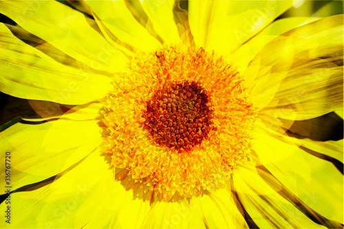 Sonnenblume abstrakt  Blume  Bl  te  Deutschland  Europa