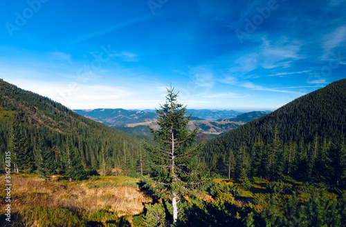 Aerial view of the pine tree in center of picture and beautiful autumn forest at sunset on background. Colorful landscape with mountains and hills, natural forest reserve, national park