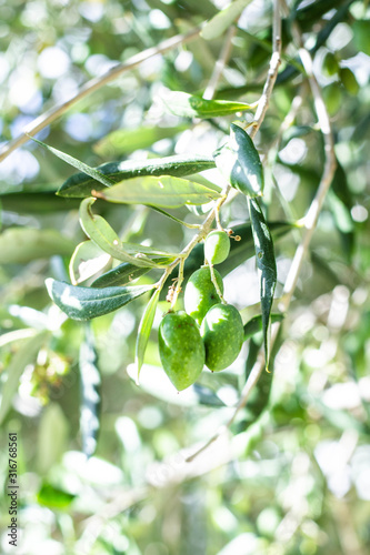 Olive Tree Branch with green developing fruit
