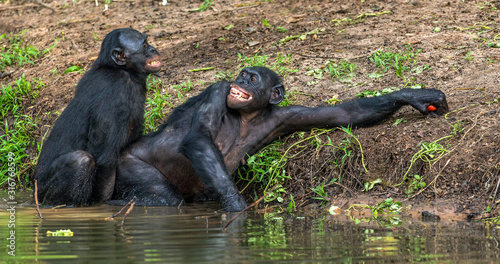 Bonobos mating in the water. The Bonobo ( Pan paniscus). Democratic Republic of Congo. Africa