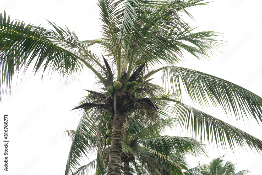Fototapeta premium Coconut tree