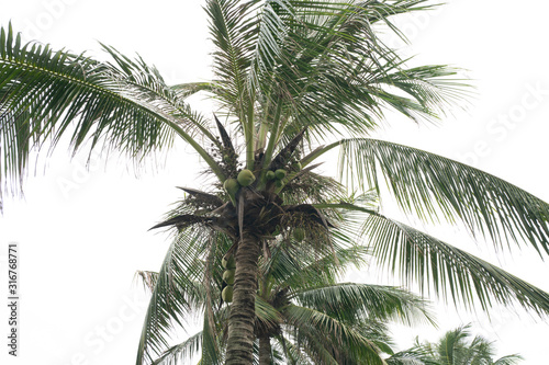 Fototapeta Naklejka Na Ścianę i Meble -  Coconut tree