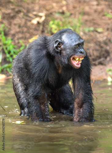 Smiling Bonobo standing in water of the pond. Bonobo ( Pan paniscus ). Democratic Republic of Congo. Africa