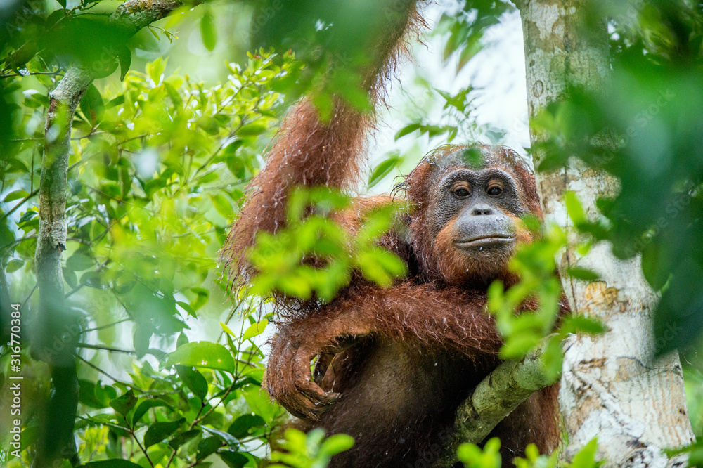 Fototapeta premium Bornean orangutan on the tree under rain in the wild nature. Central Bornean orangutan ( Pongo pygmaeus wurmbii ) on the tree in natural habitat. Tropical Rainforest of Borneo.Indonesia