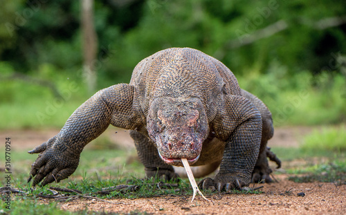 The walking Komodo dragon   Varanus komodoensis   with tongue out  sniffing air. Biggest living lizard in the world. Island Rinca. Indonesia.