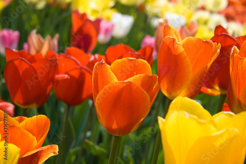 Colorful closeup view of tulips in bright red orange and yellow colors © Bea