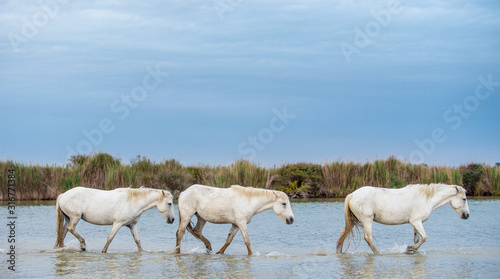 White stallions walking on the water in the Camargue region of France