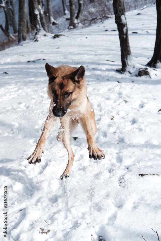  German shepherd jumps playing with snow