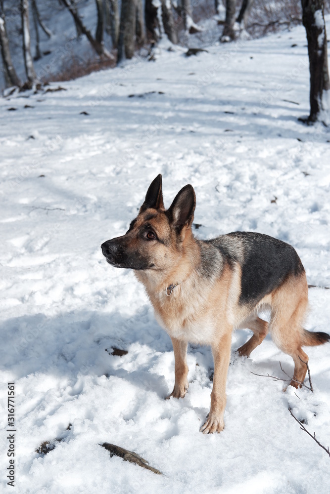 German shepherd jumps playing with snow German shepherd jumps playing with snow