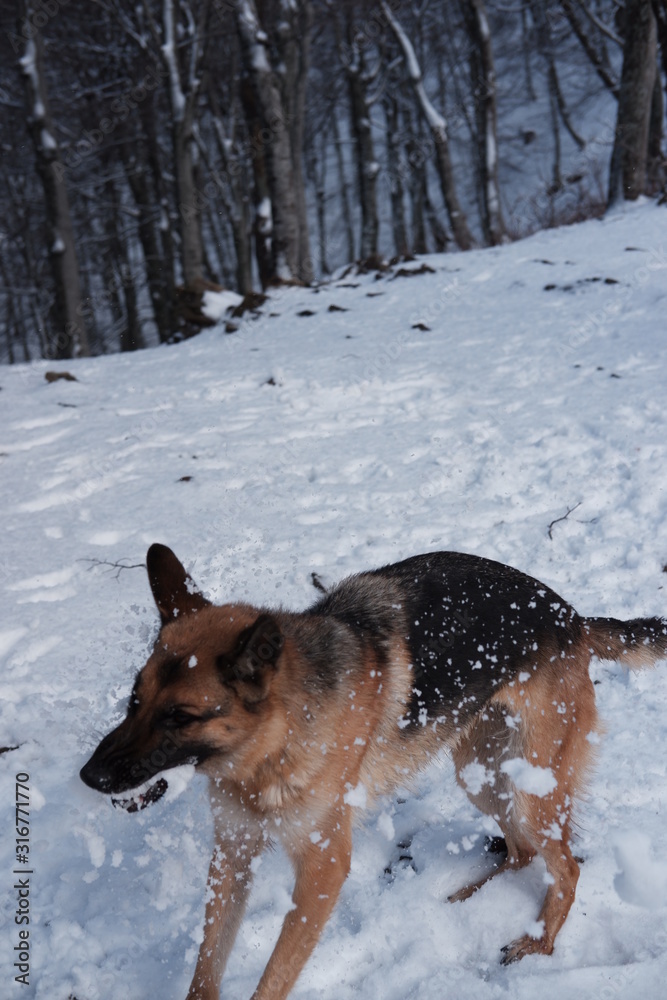 German shepherd jumps playing with snow German shepherd jumps playing with snow