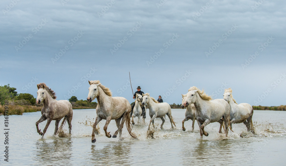 PROVENCE, FRANCE - 05 MAY, 2017: White Camargue Horses galloping. Riders on the White horses of Camargue galloping through water. Parc Regional de Camargue . France PROVENCE, FRANCE - 05 MAY, 2017: White Camargue Horses galloping. Riders on the White horses of Camargue galloping through water. Parc Regional de Camargue . France