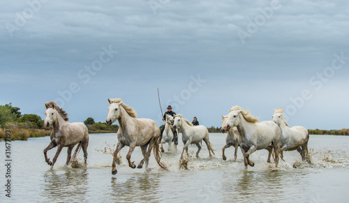 PROVENCE, FRANCE - 05 MAY, 2017: White Camargue Horses galloping. Riders on the White horses of Camargue galloping through water. Parc Regional de Camargue . France