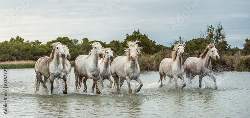 White Camargue Horses galloping through water. Parc Regional de Camargue - Provence  France