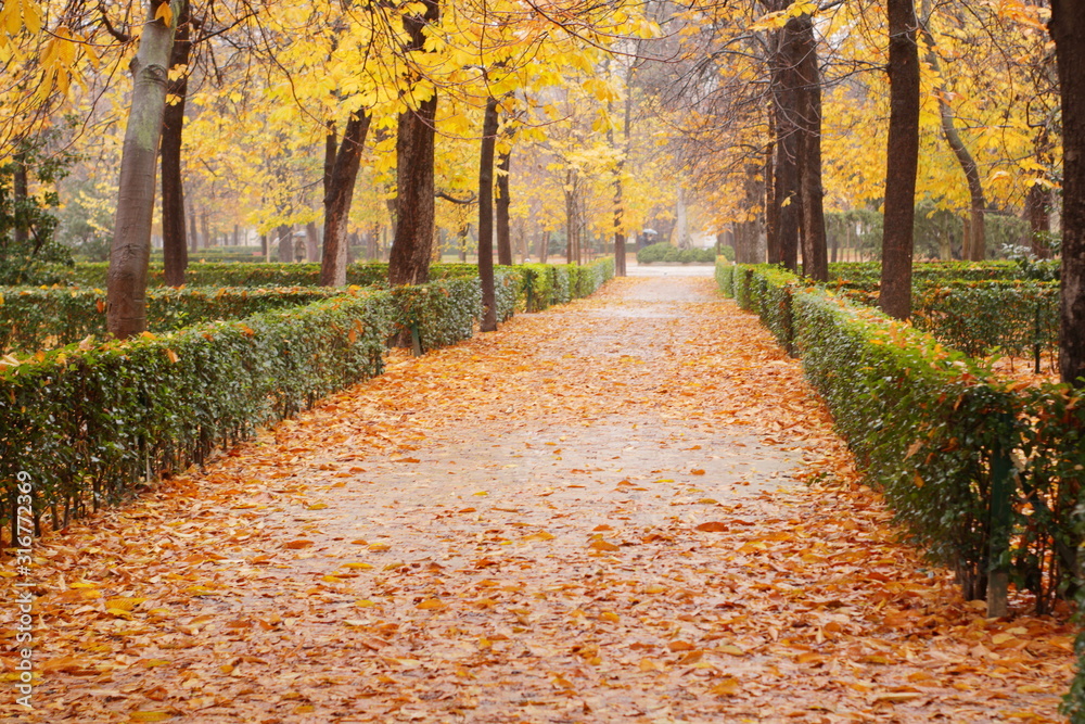 camino del parque en otoño lleno de hojas rojizas caidas, rojo, ocre, vintage, otoño, invierno, dreamy, vintage, soft look,  