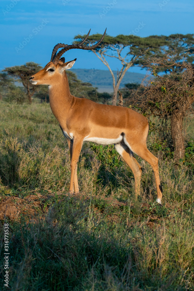 Impala on grasslands of Serengeti National Park, Tanzania Impala on grasslands of Serengeti National Park, Tanzania