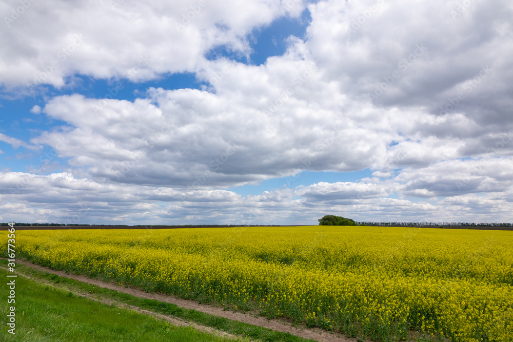 Rapeseed field with dirt road along agricultural land.