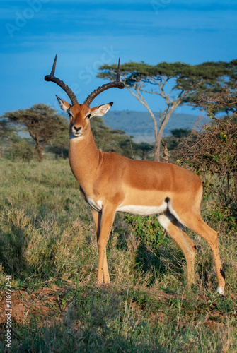 Impala on grasslands of Serengeti National Park  Tanzania