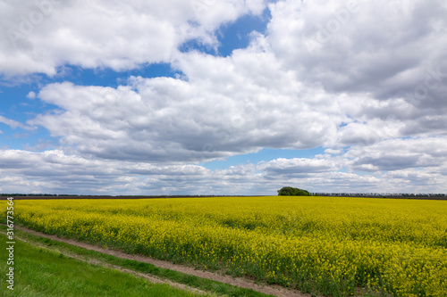 Rapeseed field with dirt road along agricultural land.