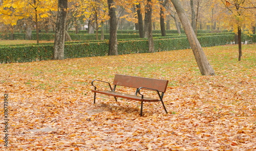 foto de un banco en el parque rodeado de hojas rojas caidas por todas partes en medio del parque, banco, otoñal, árbol, caer, naturaleza, ciclos, bosque