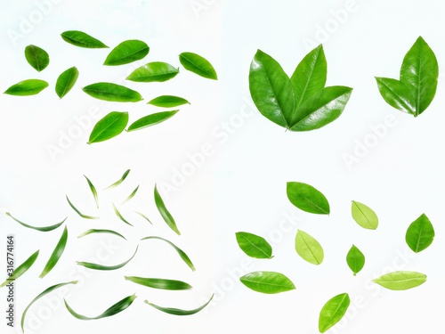 set of leaves isolated on white