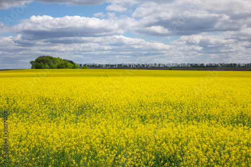 Agricultural lands with yellow plants of rapeseed on a cloudy sky.