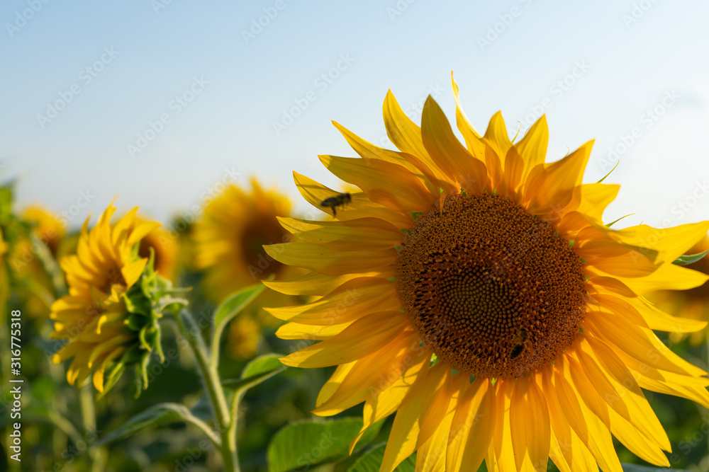 Field of blooming sunflower. Sunflower close-up and bees pollinating it. Agricultural production. Farming. Growing food.