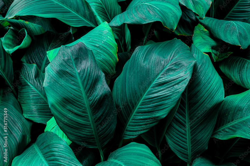 leaves of Spathiphyllum cannifolium, abstract green texture, nature background, tropical leaf